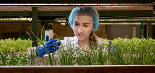 Woman gardeners keep greenery at hydroponic farm and observing growth greenery meticulously before...
