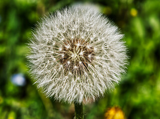 Primo piano su un dente di leone