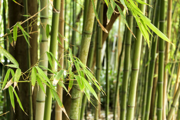 Obraz premium Beautiful Forest of bamboo canes