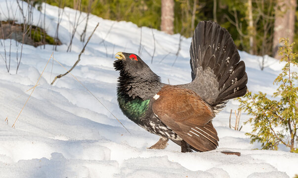 capercaillie spring;