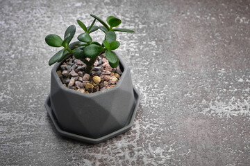 Succulent in pot on gray concrete background. Copy space for text.