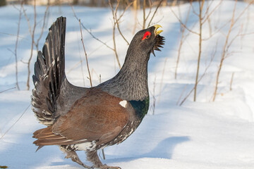 capercaillie spring;
