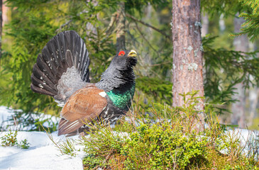 capercaillie spring