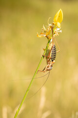 male epiphyte or large grasshopper on a broom stem