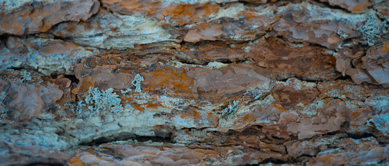 Tree bark covered with moss, texture background.