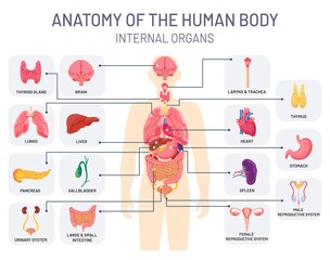Human organs system. Medical body anatomy, man internal physiology parts. Respiratory, reproductive and digestive systems vector infographic - obrazy, fototapety, plakaty