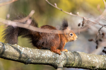 eichhörnchen