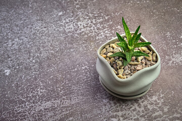 Succulent in pot on gray concrete background. Copy space for text.