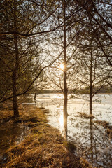 Pine trees on the flooded shore of a forest lake with melting ice. Trunks of trees with branches in the backlight of the sunset. Wildlife spring landscape