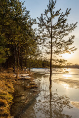 Pine trees on the flooded shore of a forest lake with melting ice. Trunks of trees with branches in the backlight of the sunset. Wildlife spring landscape