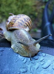 snail