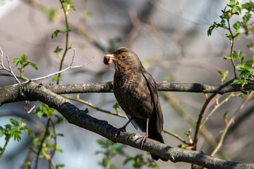 Amsel mit Wurm