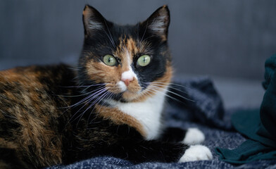 The cat is resting on a chair. multicolored spotted.