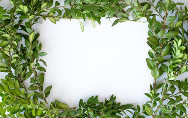 Green frame of fresh natural plants on white wooden background