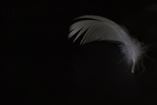 黒背景の白鳥の羽根