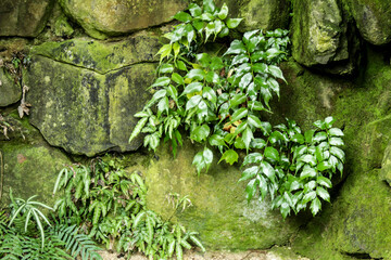 Green vegetation on wall with moss