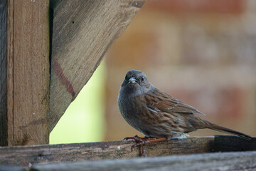 a dunnet dines out on a wooden bird table