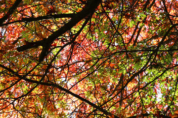 Fototapeta premium Bunter Herbst