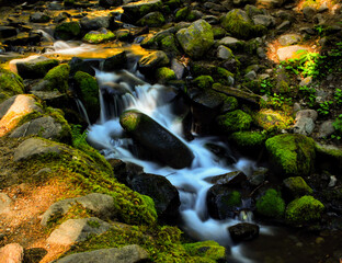 Stream of river in the forest