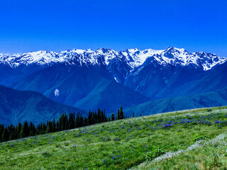 Meadows and snowy mountain tops