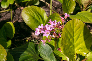 Plant of Elephant's-Ears, Bergenia crassifolia