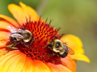 Close up of two bumblebees feeding on an orange and yellow gaillardia flower