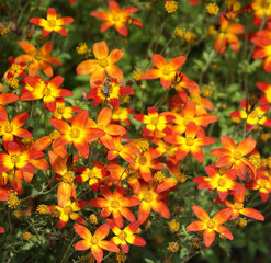 Full frame of Bidens Hybrida Campfire Fireburst flowers in orange and yellow