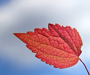 Close-up of an isolated red maple leaf  on a blue and white sky background