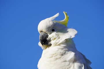Close Up Profile of a Sulphur-Crested Cockatoo against Clear Blue Sky