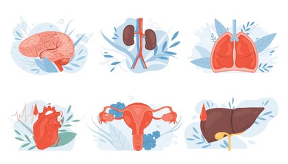 Cartoon flat human internal organs-brain,kidneys,lungs,heart,reproductive system,liver-human anatomy disease medical treatment and therapy concept