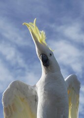 Sulphur-Crested Cockatoo posing for the Camera against Blue Cloud Sky