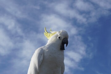 Sulphur-Crested Cockatoo voicing a Complaint underneath a Blue Cloud Sky