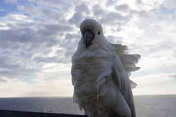 Sulphur--Crested Cockatoo with Ruffled Feathers against Grey Sky