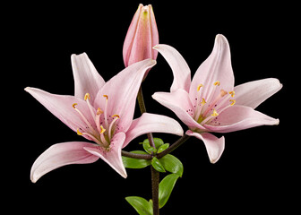 Pink lily flower, isolated on black background