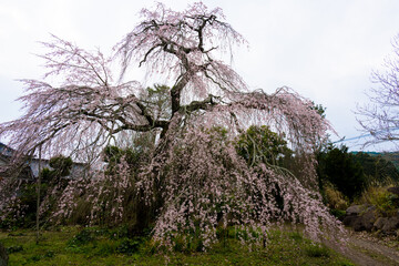 三光の枝垂れ桜