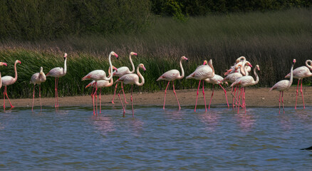 Flamencos en la laguna de Fuente Piedra, Malaga.