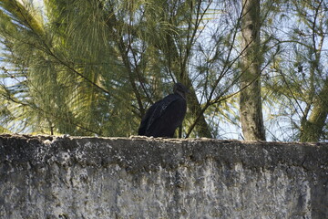 vulture on the fence. Some trees behind.