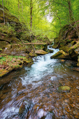 creek winding through rocks in the forest. rapid water flows among mossy boulders and beech trees. wonderful nature scenery in spring
