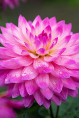 Dahlia flower in the garden. Pink petals