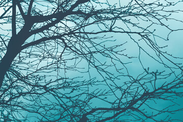 Mystical blue background. Silhouettes of trunks and branches