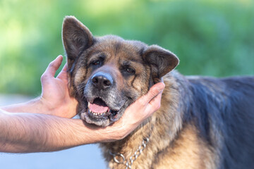 funny dogs head in humans hands