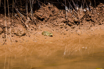 Zaida, Morocco - April 10, 2015. European green toad - Bufotes viridis sitting on the shore by feeder of the river Moulouya with orange color
