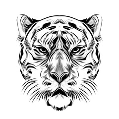 white tiger head