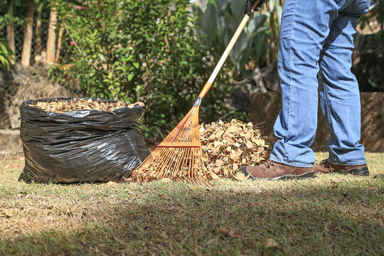 Hombre rastrillando hojas secas para echarlas a bolsa de basura. Hombre con pantalón azul y botas chocolates, recogiendo hojas secas. Hombre Jardineando