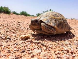 Obraz premium Greek tortoise on the dirt road in Morocco, Africa