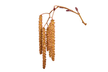 Catkins on the Branch of Alnus Glutinosa Tree (Common European Black Alder). Male Flowers in Early Spring. Medicinal Raw Material. Isolated on White.