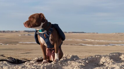 red nose pitbull dog is wearing a backpack during hiking in Pawnee National Grassland, early spring scenery in northern Colorado.