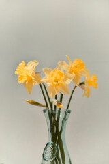 Daffodils
