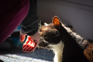 cat playing with ball