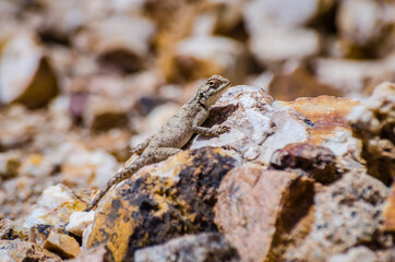 Agama sunbathing on stone in Morocco